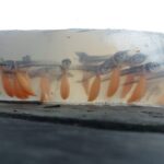 Pesca manejada de 15 mil larvas e alevinos de aruanã branco é autorizada em Reserva no AM