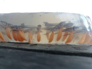 Pesca manejada de 15 mil larvas e alevinos de aruanã branco é autorizada em Reserva no AM