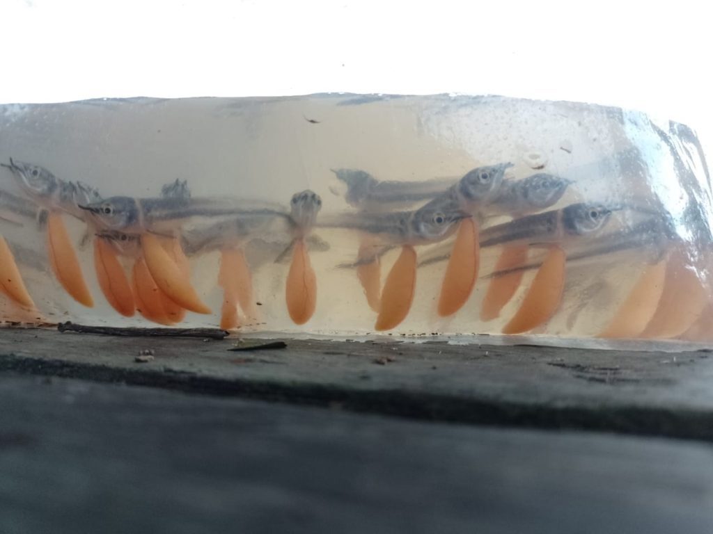 Pesca manejada de 15 mil larvas e alevinos de aruanã branco é autorizada em Reserva no AM