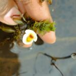 Planta carnívora rara reaparece no Nordeste após décadas sem registros