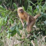 Ponte do Futuro rasga habitat de primatas ameaçados na Paraíba