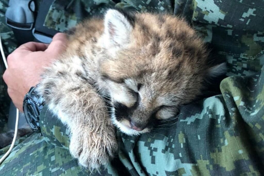 Quando é melhor matar do que ferir: a contradição do novo decreto ambiental