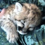 Quando é melhor matar do que ferir: a contradição do novo decreto ambiental