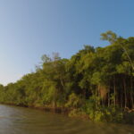 Saúde do solo em manguezais é avaliada por meio de índice