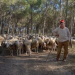 Sem passar a boiada: rebanhos europeus viraram bombeiros de verdade