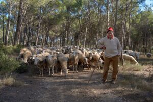 Sem passar a boiada: rebanhos europeus viraram bombeiros de verdade