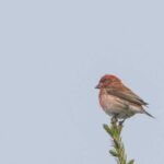 Seu pássaro estadual vai desaparecer?