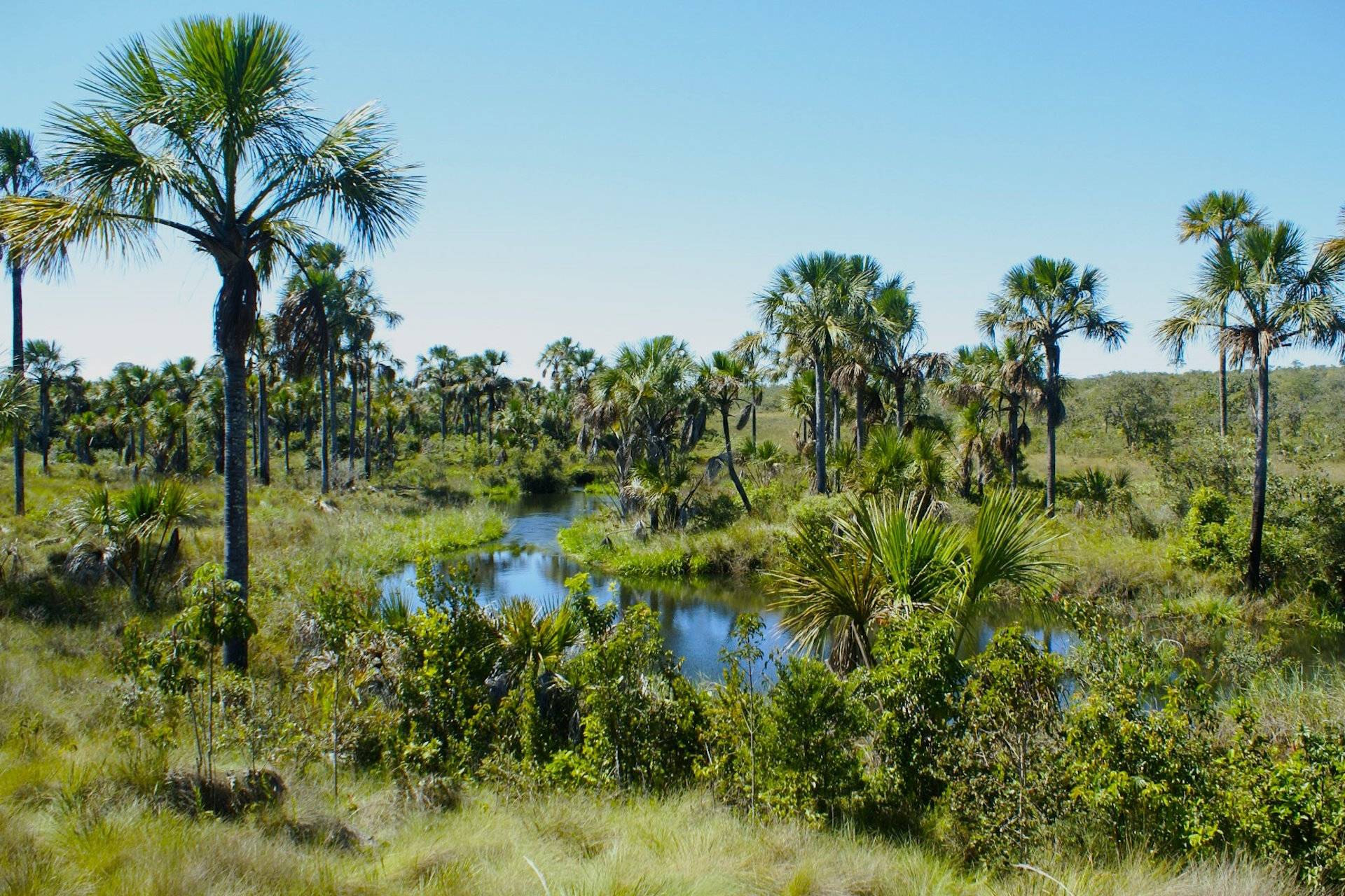 Sociobiodiversity as a stronghold that keeps the Cerrado standing
