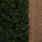 Suspensão de desintrusão na TI Uru-Eu-Wau-Wau reacende tensão fundiária