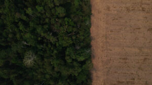 Suspensão de desintrusão na TI Uru-Eu-Wau-Wau reacende tensão fundiária