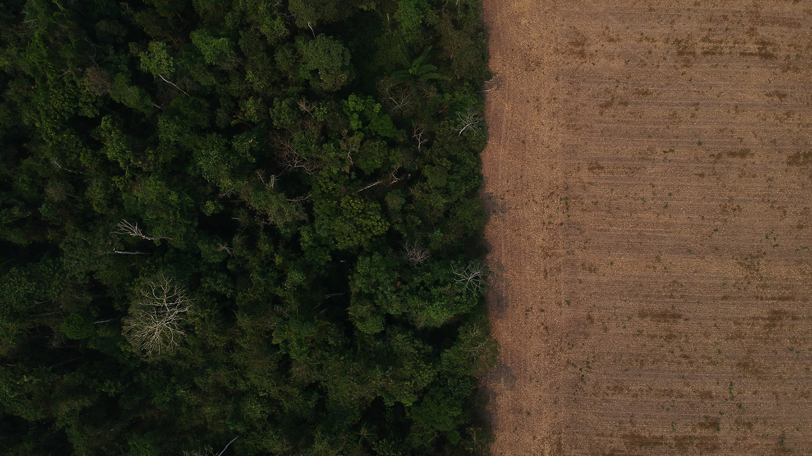 Suspensão de desintrusão na TI Uru-Eu-Wau-Wau reacende tensão fundiária