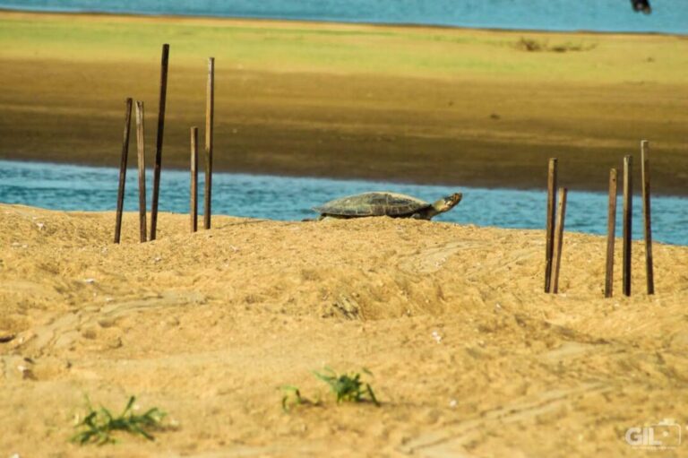 Tabuleiro do Embaubal e a preservação de tartarugas na Amazônia