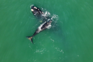 Turismo de observação da baleia-franca-austral cresce em Santa Catarina