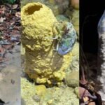 cigarra constrói torres na Amazônia