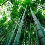 potencial econômico e ambiental na Amazônia peruana é estudado