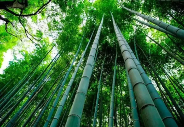 potencial econômico e ambiental na Amazônia peruana é estudado