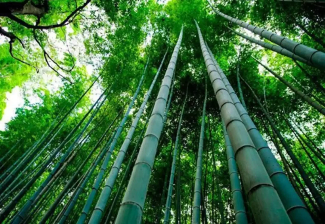 potencial econômico e ambiental na Amazônia peruana é estudado