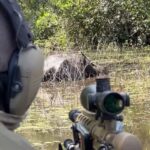 Abate de búfalos em Rondônia é autorizado pela Justiça