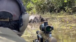 Abate de búfalos em Rondônia é autorizado pela Justiça