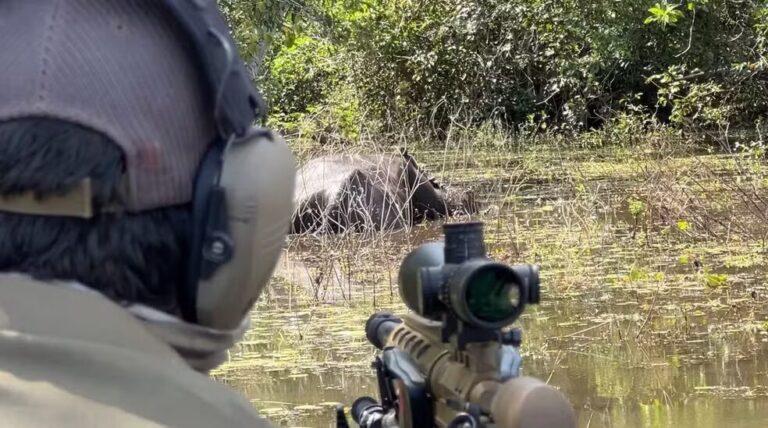 Abate de búfalos em Rondônia é autorizado pela Justiça