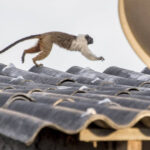 Áreas para a conservação do sauim-de-coleira, símbolo de Manaus – 5: implicações para políticas públicas