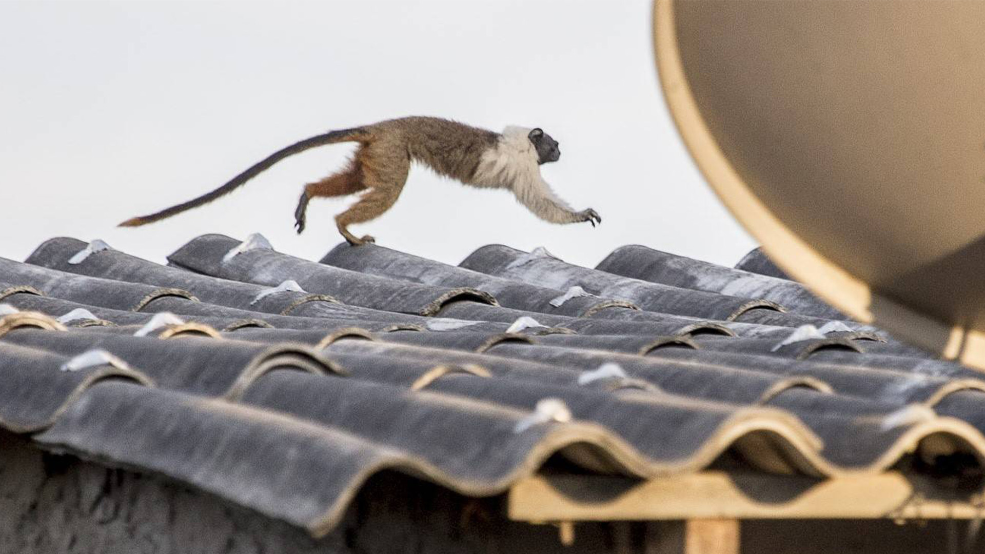 Áreas para a conservação do sauim-de-coleira, símbolo de Manaus – 5: implicações para políticas públicas