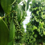 Bactérias beneficiam cultivo de pimenta-do-reino no Pará