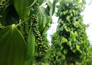 Bactérias beneficiam cultivo de pimenta-do-reino no Pará