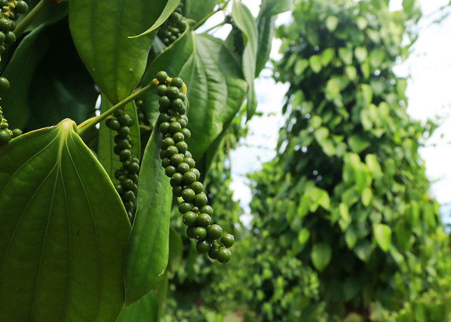 Bactérias beneficiam cultivo de pimenta-do-reino no Pará