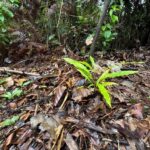 Campanha une produção em viveiros comunitários e logística fluvial de mudas