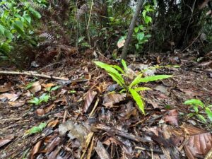 Campanha une produção em viveiros comunitários e logística fluvial de mudas