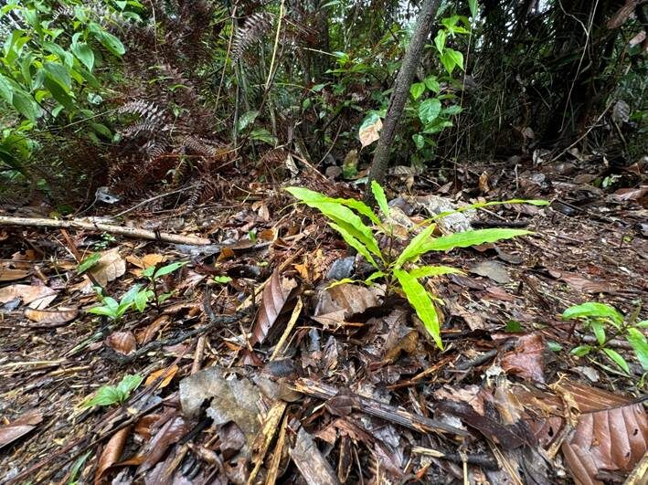 Campanha une produção em viveiros comunitários e logística fluvial de mudas