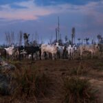 Clima avança no papel, mas estados falham na execução, aponta estudo