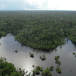 Concessão inédita em gleba pública testa novo modelo de gestão para florestas na Amazônia