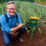 Duas novas cultivares de abacaxi adaptadas são lançadas por pesquisadores da Unemat em Mato Grosso