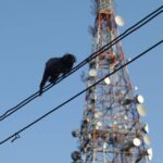 Em 2025, 18 animais morreram eletrocutados na rede elétrica no RJ