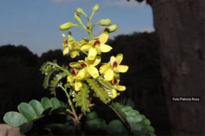 Estudo revela formas de conservar linhagem única do pau-brasil no Rio