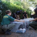 Fim da linha: último criadouro de macacos do Brasil é oficialmente esvaziado