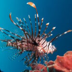 Ibama estabelece regras para conter bioinvasão no litoral brasileiro