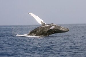 Ilhabela registra primeiro avistamento de baleia-jubarte no Brasil em 2026