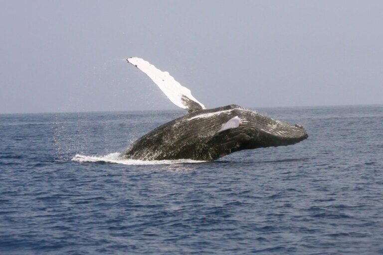 Ilhabela registra primeiro avistamento de baleia-jubarte no Brasil em 2026