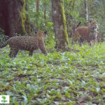 Miado na mata: ciência revela comunicação delicada entre mães onças e filhotes