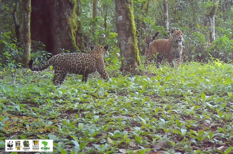 Miado na mata: ciência revela comunicação delicada entre mães onças e filhotes