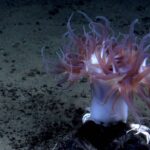 Mineração em alto mar mostra novos desafios na preservação da biodiversidade