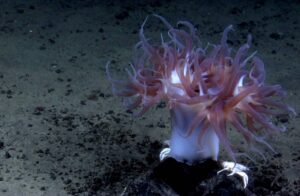 Mineração em alto mar mostra novos desafios na preservação da biodiversidade