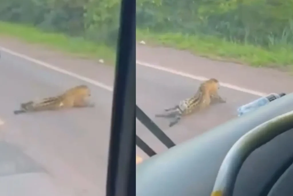 Morte de onça em MS faz projeto de lei de 2015 avançar na pauta da Câmara dos Deputados