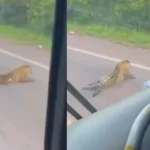 Morte de onça em MS faz projeto de lei de 2015 avançar na pauta da Câmara dos Deputados