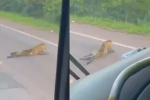 Morte de onça em MS faz projeto de lei de 2015 avançar na pauta da Câmara dos Deputados