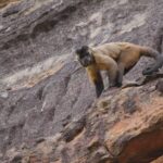 O capitão Kirk e o papagaio engaiolado