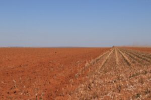 O jeito inglês de matar subsídios agrícolas